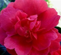 Shop October Magic Rose Camellia - 2.5 Quart