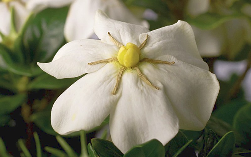 Scentsation Gardenia - 2.5 Quart - Gardenia Shrubs | ToGoGarden