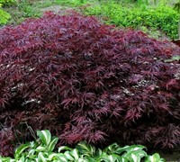 Red Dragon Japanese Maple