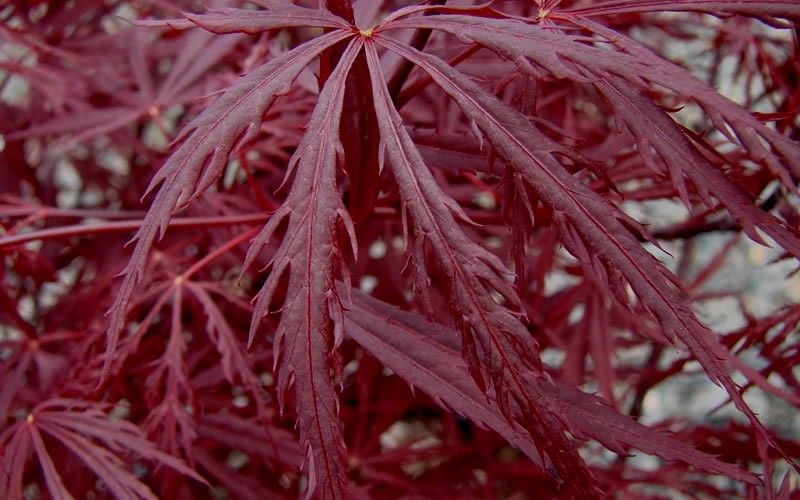 Red Dragon Japanese Maple Photo 4