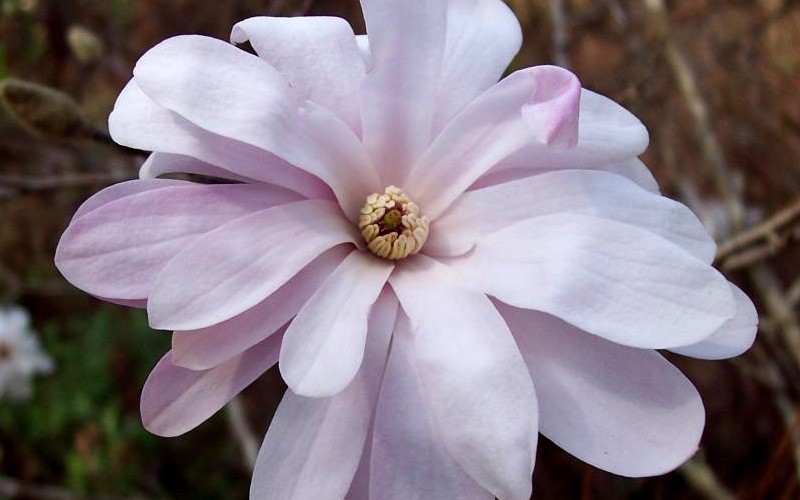 Pink Stardust Star Magnolia - 2 Gallon Pot - Star Magnolias | ToGoGarden