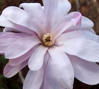 Pink Stardust Star Magnolia