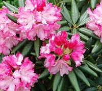 Southgate Brandi Rhododendron