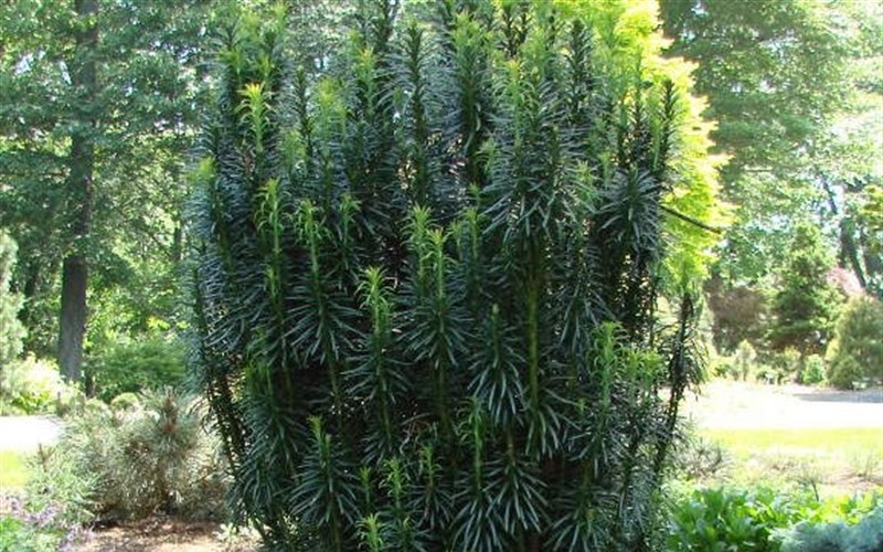 Fastigiata Upright Japanese Plum Yew - Cephalotaxus harringtonia 'Fastiagata' Photo 3