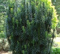 Fastigiata Upright Japanese Plum Yew - Cephalotaxus harringtonia 'Fastiagata'