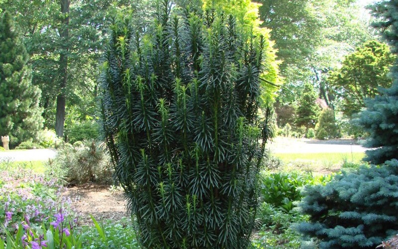 Fastigiata Upright Japanese Plum Yew - Cephalotaxus harringtonia 'Fastiagata' Photo 2