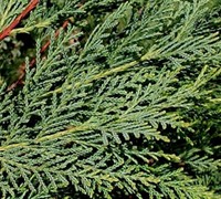 Leyland Cypress 