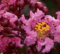 Delta Jazz Crape Myrtle