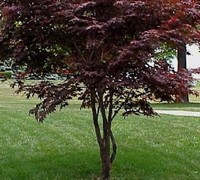 Hefner's Red Japanese Maple