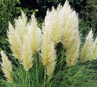 White Pampas Grass