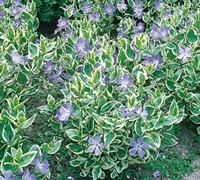 Variegated Bigleaf Periwinkle - 10 Count Flat of Quart Pots - Vines ...