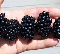 Apache Thornless Blackberry