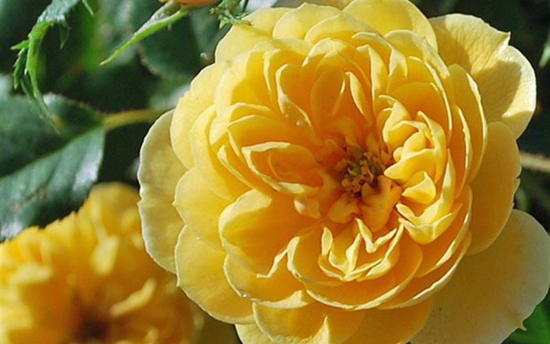 Sunrosa Yellow Rose Photo 2