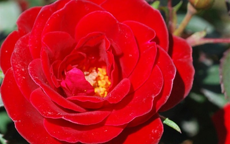 Sunrosa Red Rose - Rosa zarsbjoh 'Sunrosa Red' Photo 3