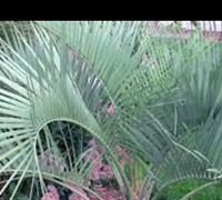 Pindo Palm / Jelly Palm - Butia capitata
