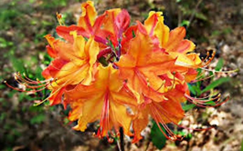 Don's Variegated Native Azalea - Rhododendron austrinum 'Dons Variegated' Photo 3