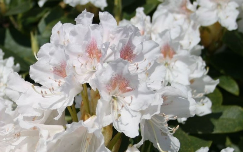 SouthgateÂ® Charmâ„¢ Rhododendron   Photo 1