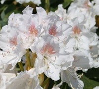 SouthgateÂ® Charmâ„¢ Rhododendron  