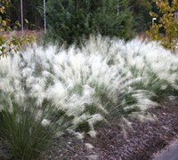 White Cloud Muhly Grass - Muhlenbergia capillaris 'White Cloud'