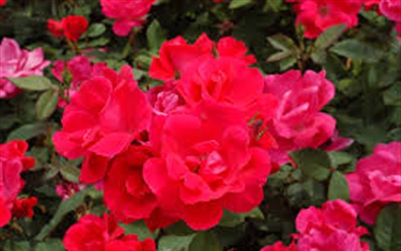 Original Red Knock Out Rose Photo 2