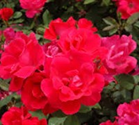 Original Red Knock Out Rose