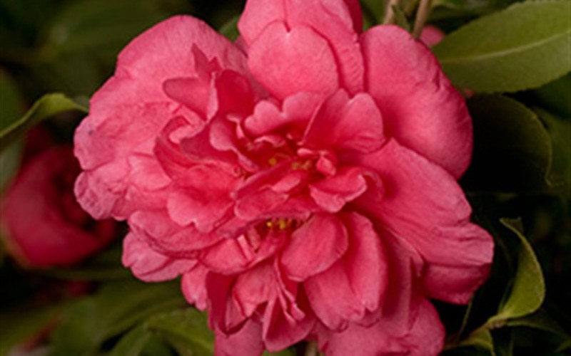 Alabama Beauty Camellia Photo 1