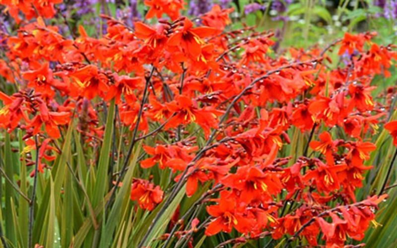 Twilight Fairy Crimson - 1 Gallon - Perennial Plants | ToGoGarden