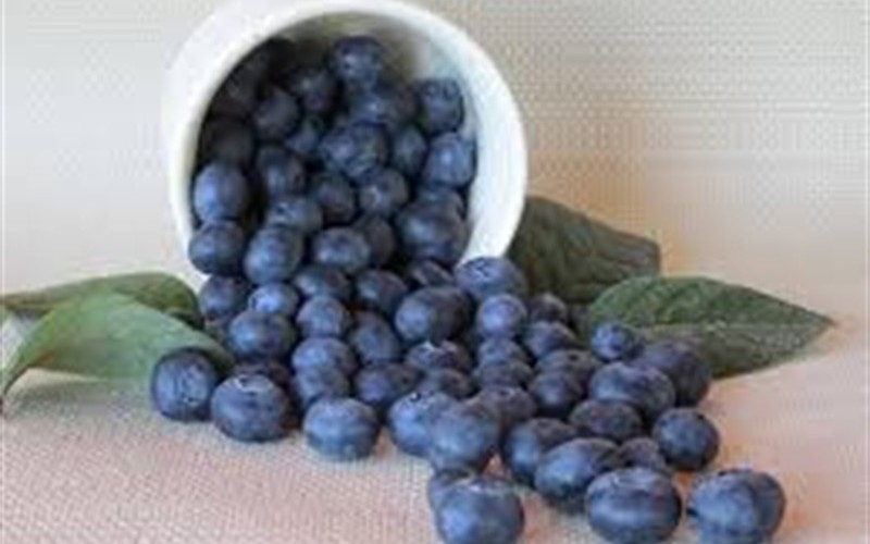 Becky Blueberry - 3 Gallon - Blueberry Bushes | ToGoGarden