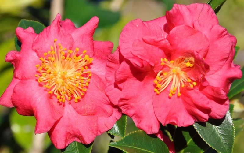 Bella Rouge Camellia - 2.5 Quart - Perennial Plants | ToGoGarden