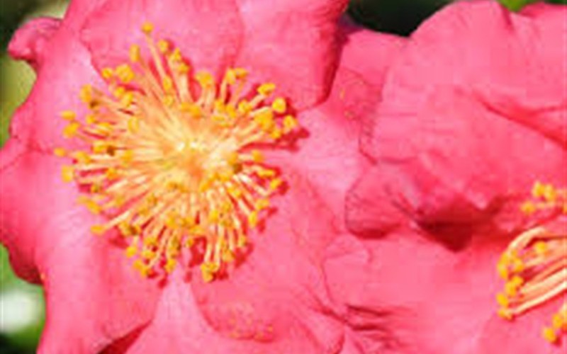 Bella Rouge Camellia Photo 3