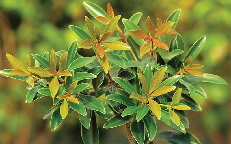 Bronze Beauty Cleyera - 3 Gallon - Perennial Plants | ToGoGarden