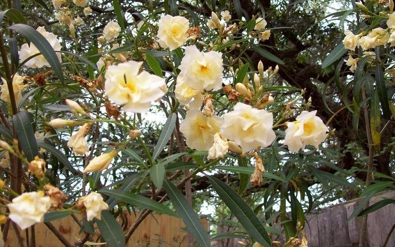 Double Yellow Oleander - 3 Gallon - Perennial Plants | ToGoGarden