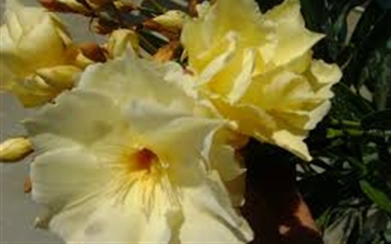 Double Yellow Oleander Photo 3