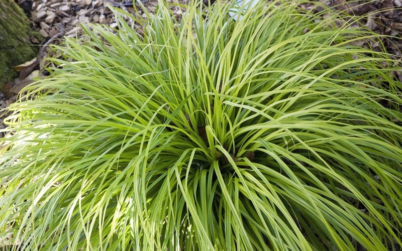 Everillo Carex - 10 Count Flat of Quart Pots - Grasses - Ornamental | ToGoGarden