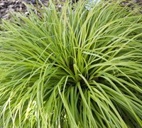 Everillo Carex