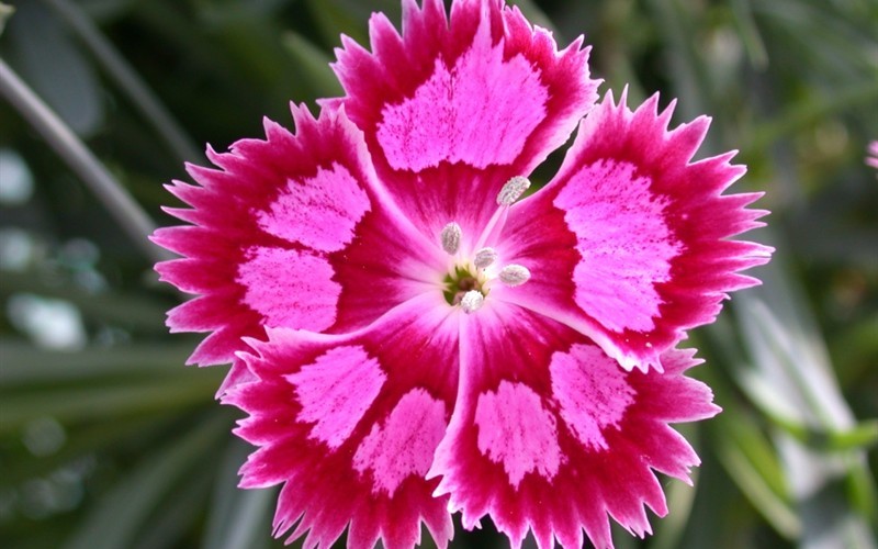 Fire and Ice Dianthus - 2.5 Quart - Perennial Plants | ToGoGarden