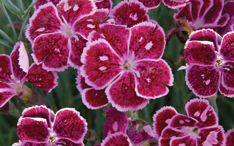 Fire and Ice Dianthus Photo 3