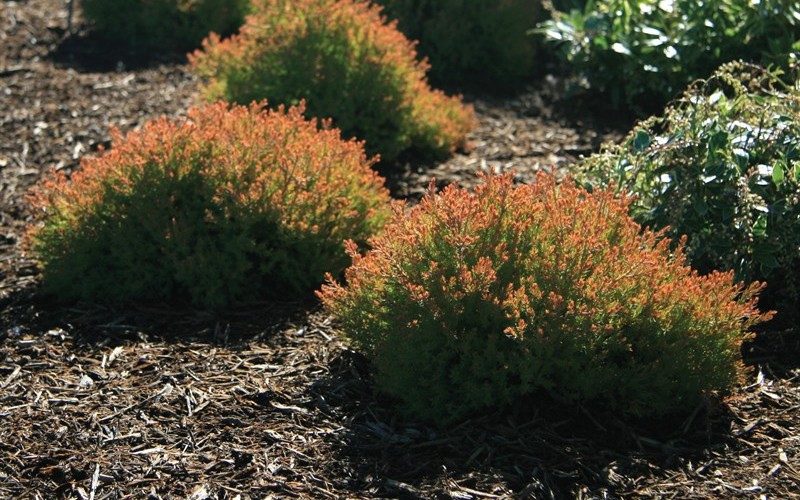 Fire Chief Arborvitae - 2.5 Quart - Perennial Plants | ToGoGarden