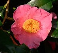 Jessicas Ruffles Camellia
