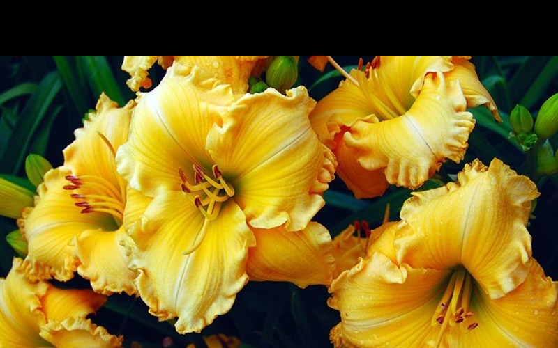 Joy of Living Goldie Locks Daylily - 2.5 Quart - Perennial Plants | ToGoGarden
