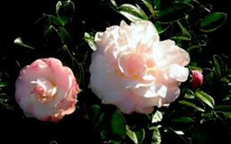 October Magic Dawn Camellia Photo 1