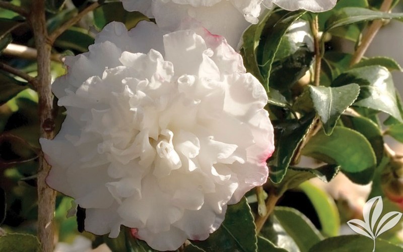 October Magic Snow Camellia Photo 2
