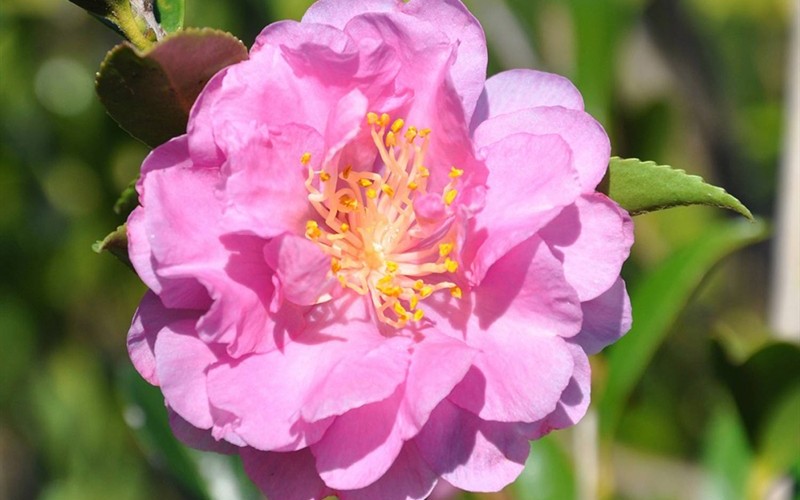 Pink Stella Camellia - 2.5 Quart - Perennial Plants | ToGoGarden