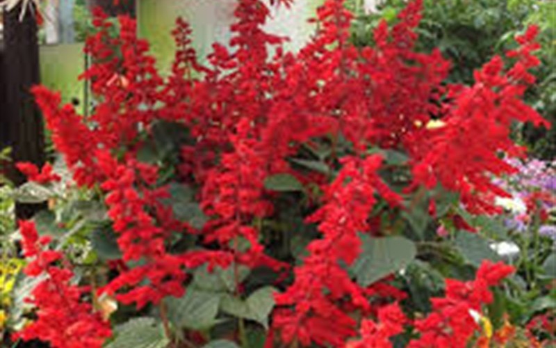 Saucy Red Salvia Photo 1