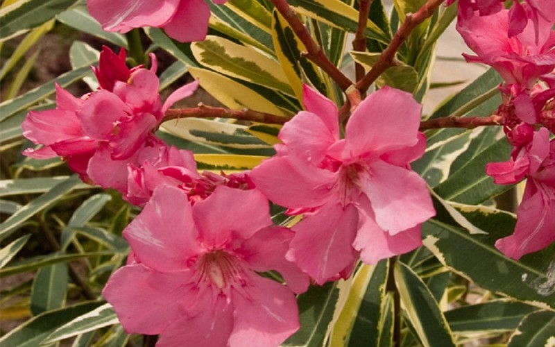 Twist of Pink Oleander - 3 Gallon - Perennial Plants | ToGoGarden