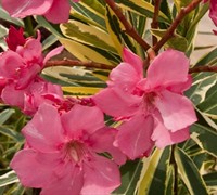 Shop Twist of Pink Oleander - 3 Gallon