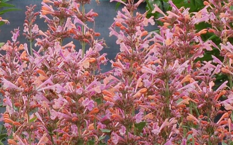Kudos Ambrosia Hyssop - 1 Gallon - Perennial Plants | ToGoGarden
