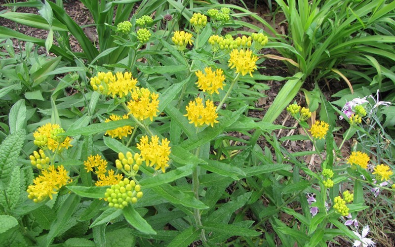 Hello Yellow  Butterfly Weed - 1 Gallon - Perennial Plants | ToGoGarden