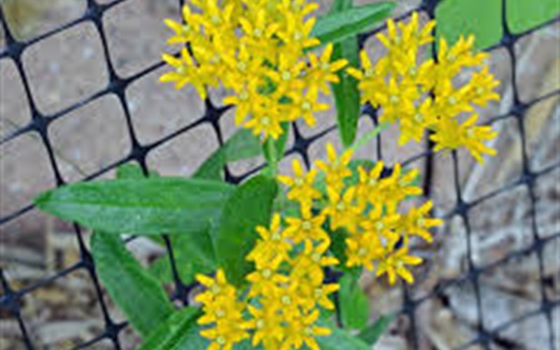 Hello Yellow  Butterfly Weed Photo 4
