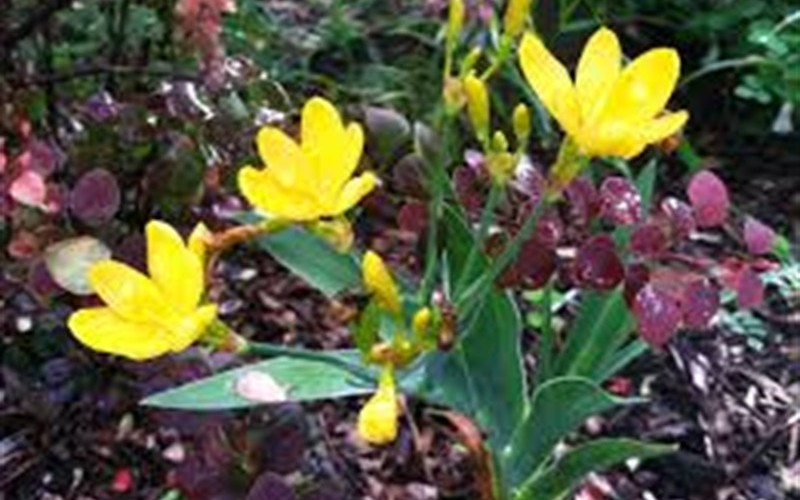 Hello Yellow Blackberry Lily - 1 Gallon - Perennial Plants | ToGoGarden